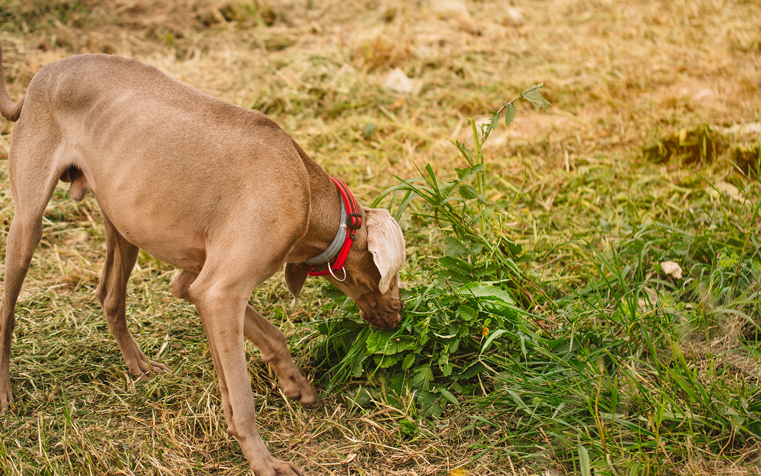 Dog Diarrhea Causes & Prevention : Furchild Pet Nutrition